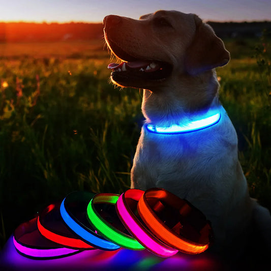 Dog Collar Luminous